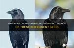 Crows and Ravens: Unraveling the Differences