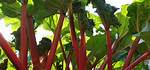 Discovering the Unique Charm of Barbara Rhubarb