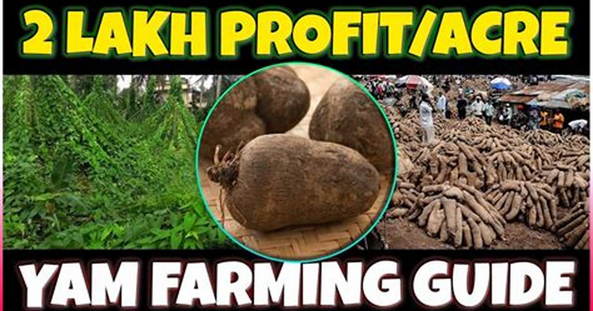 Essential Guide: Laminated Yam Cultivation Tips and Benefits per Week