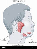 Face Glands and Their Remarkable Role