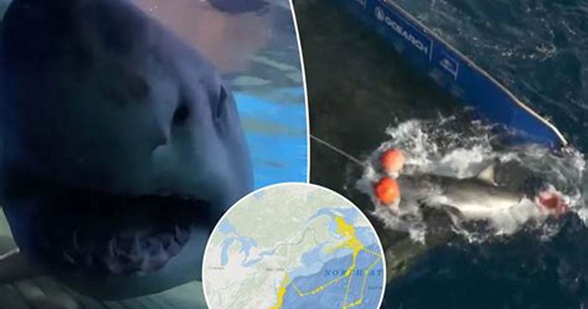 Hilton Head Shark Attacks in South Carolina: a Comprehensive Guide