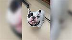 Ralphie the 'Demon' French Bulldog Has Been Adopted Again Hopefully for Good |