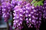 Stunning Chinese Flowers: a Captivating Guide to Eastern Beauty