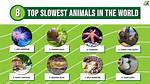 Uncovering the World's Slowest Animal Kingdom