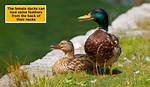What Happens If a Ducks Mate Dies?